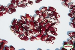 Fasola kolorowa - orzeł