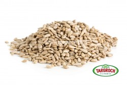 Słonecznik łuszczony