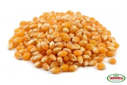 Popcorn ziarno